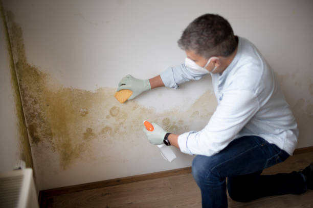 Best Industrial Mold Remediation  in Carbondale, PA