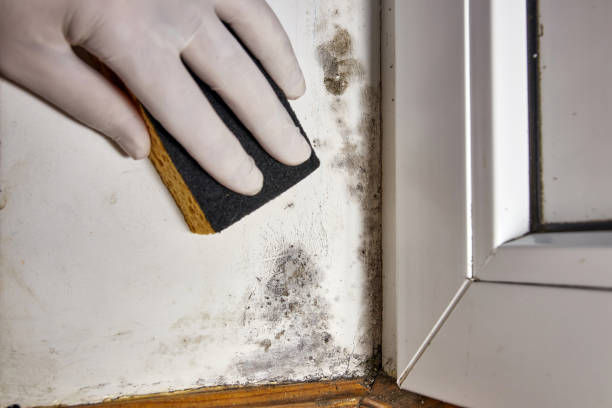 Best HVAC Mold Inspection and Cleaning  in Carbondale, PA